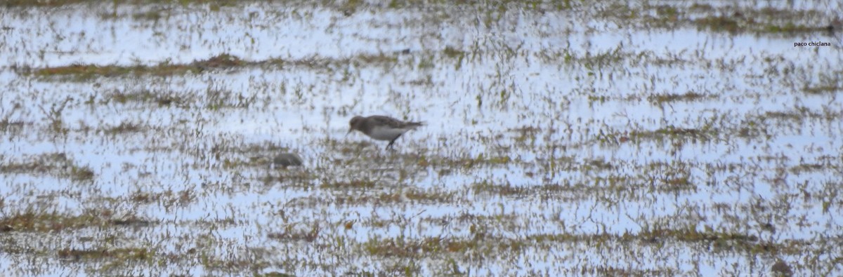 Baird's Sandpiper - ML628045818