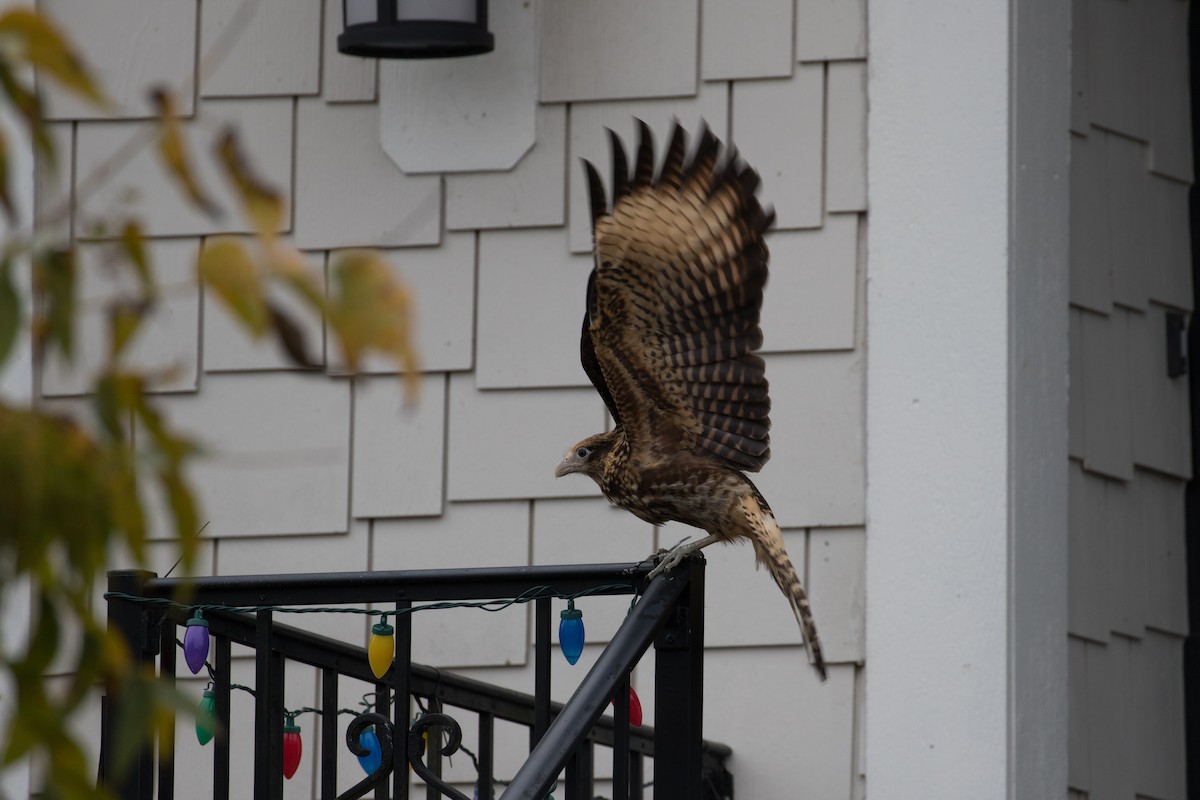 čimango žlutavý - ML628045851