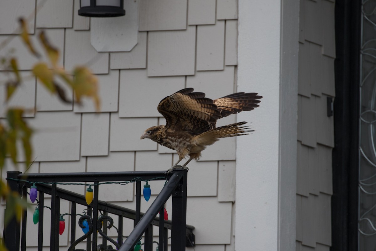 čimango žlutavý - ML628045852