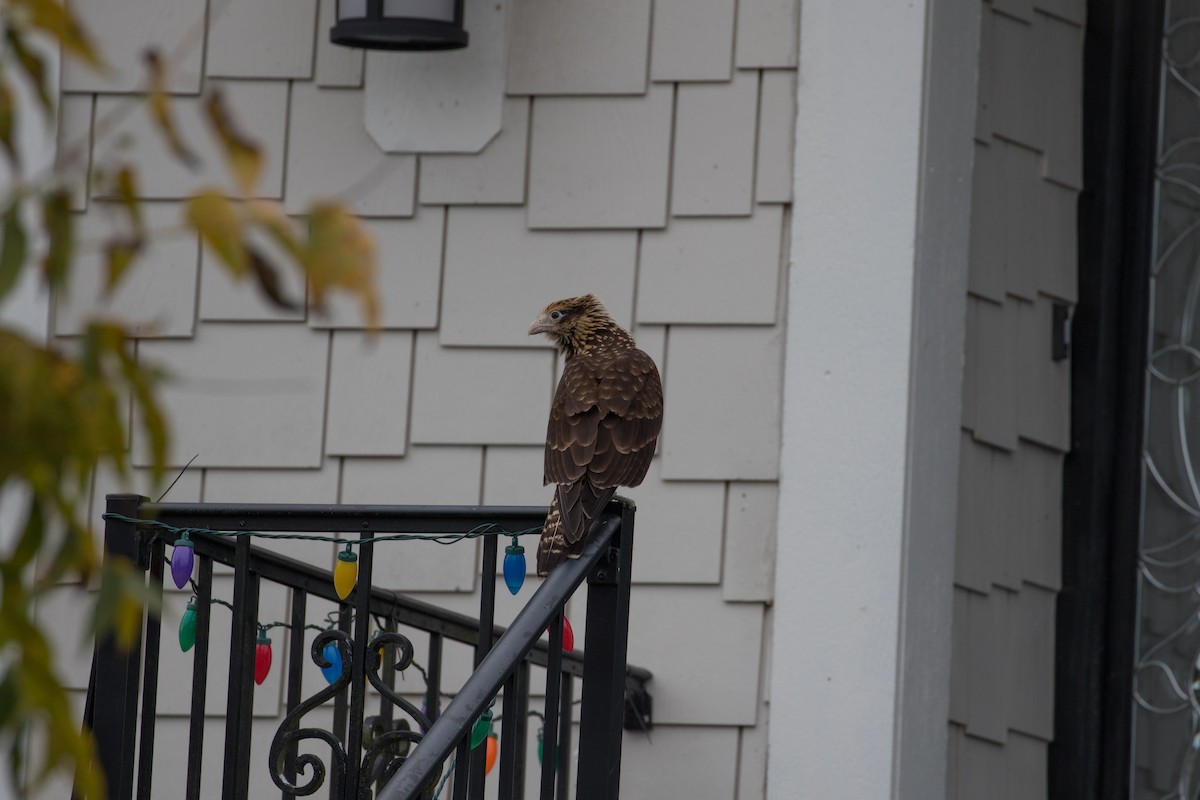 čimango žlutavý - ML628045853