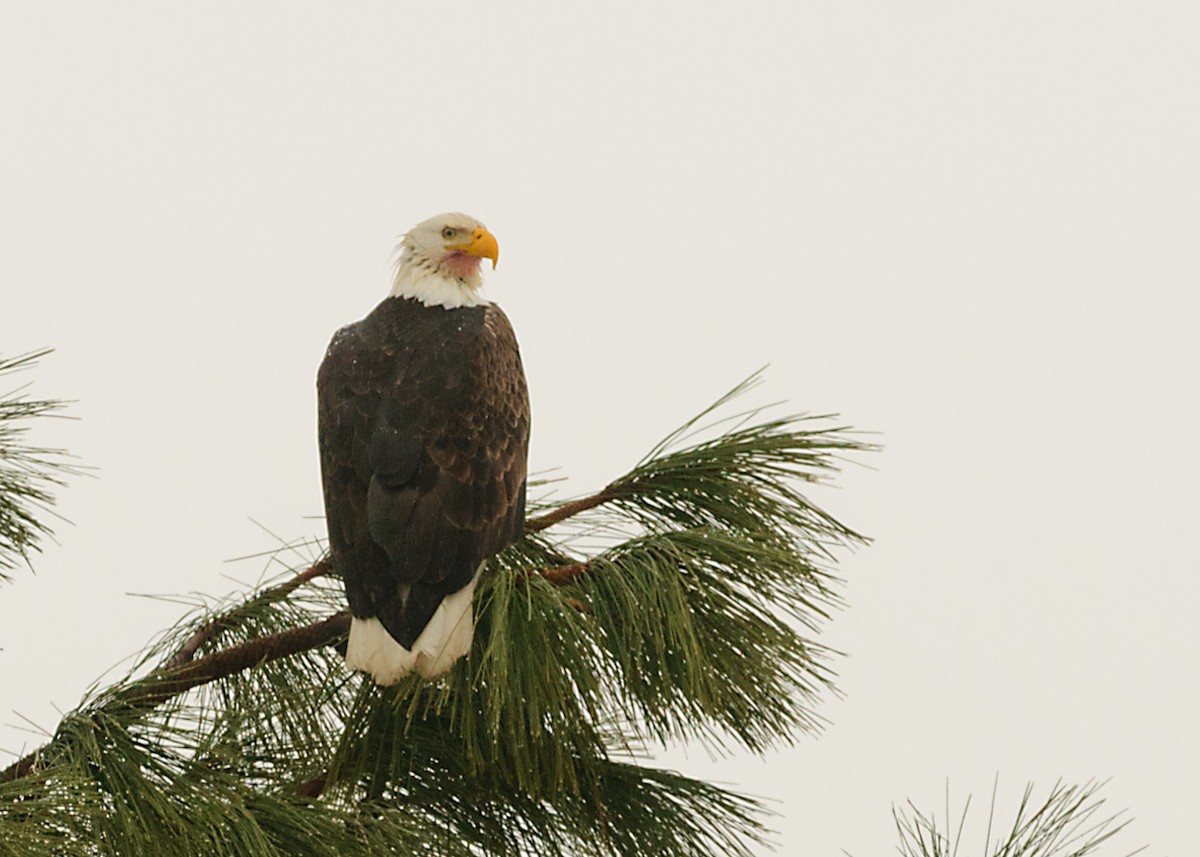 Bald Eagle - ML628045860