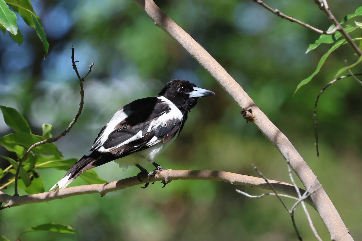 Pied Butcherbird - ML628045864