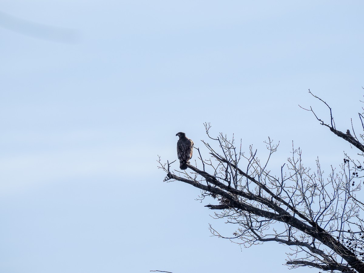 Bald Eagle - ML628045873