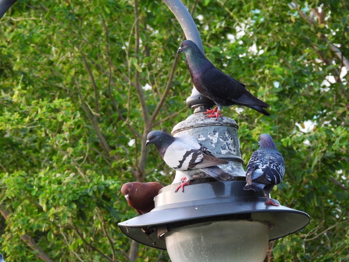 Rock Pigeon (Feral Pigeon) - ML628045879