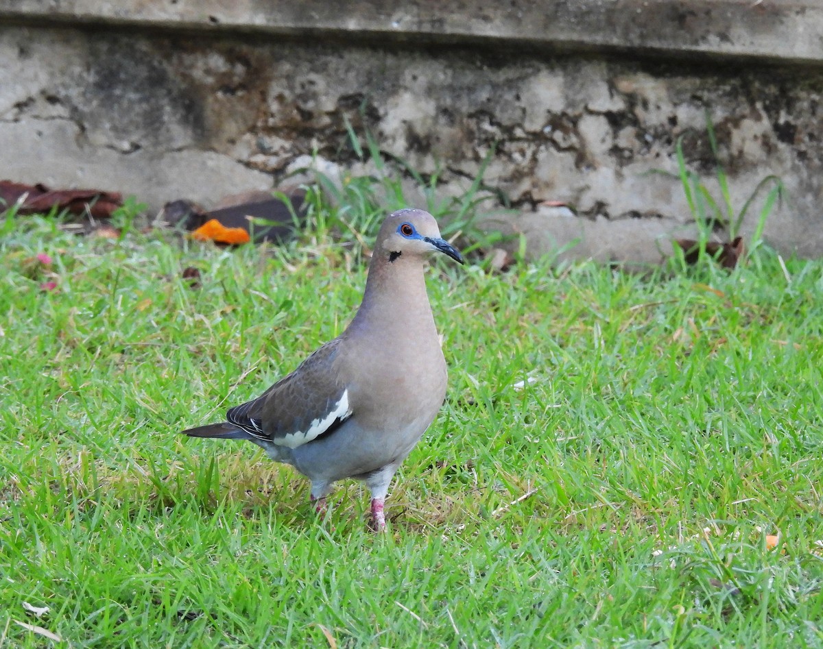 White-winged Dove - ML628045882