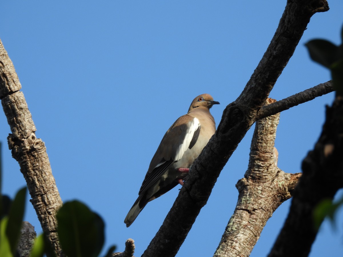 White-winged Dove - ML628045888