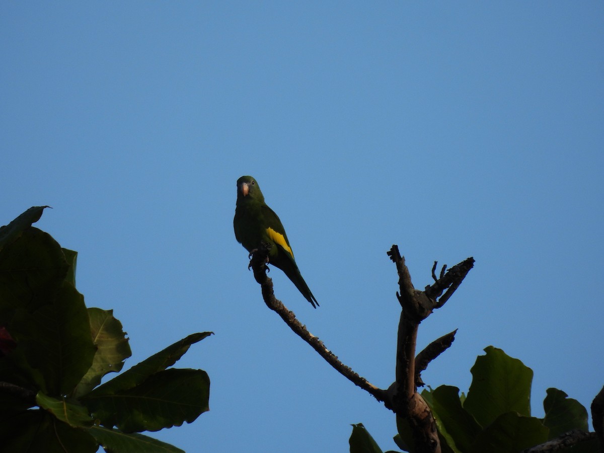 White-winged Parakeet - ML628045896