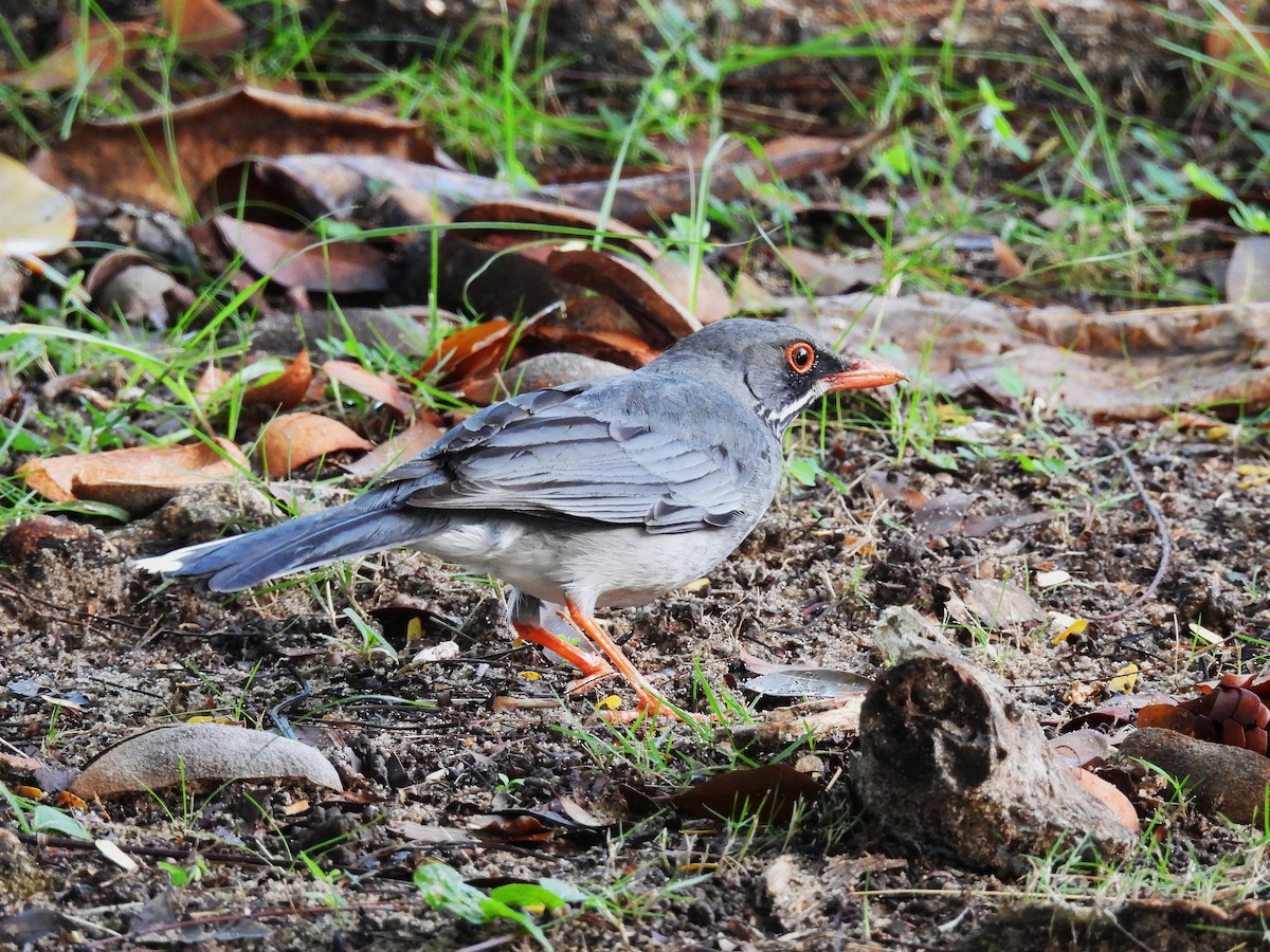 Red-legged Thrush - ML628045905