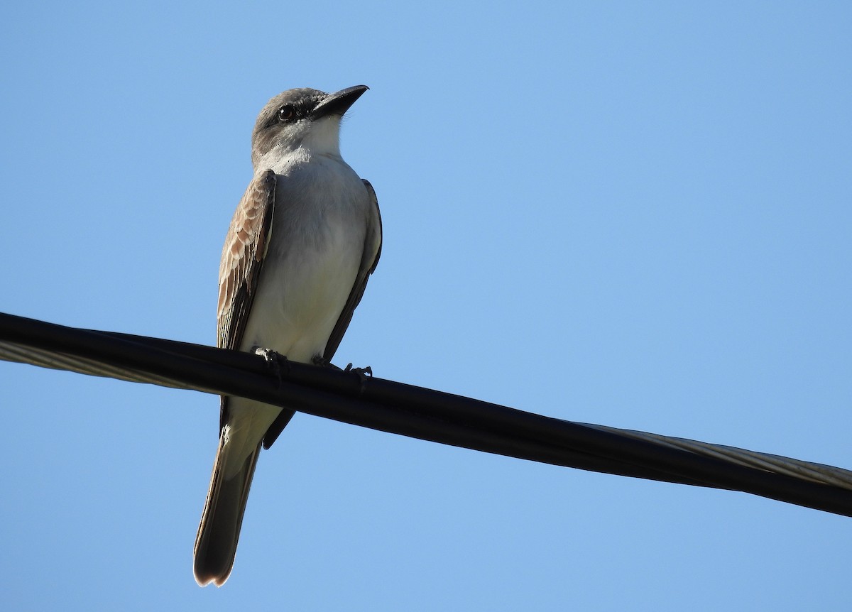 Gray Kingbird - ML628045927