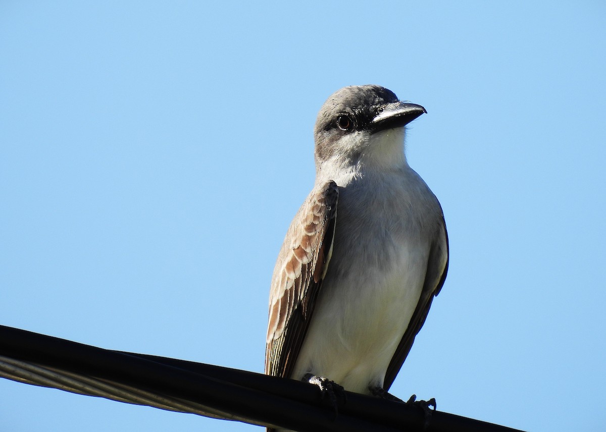 Gray Kingbird - ML628045929