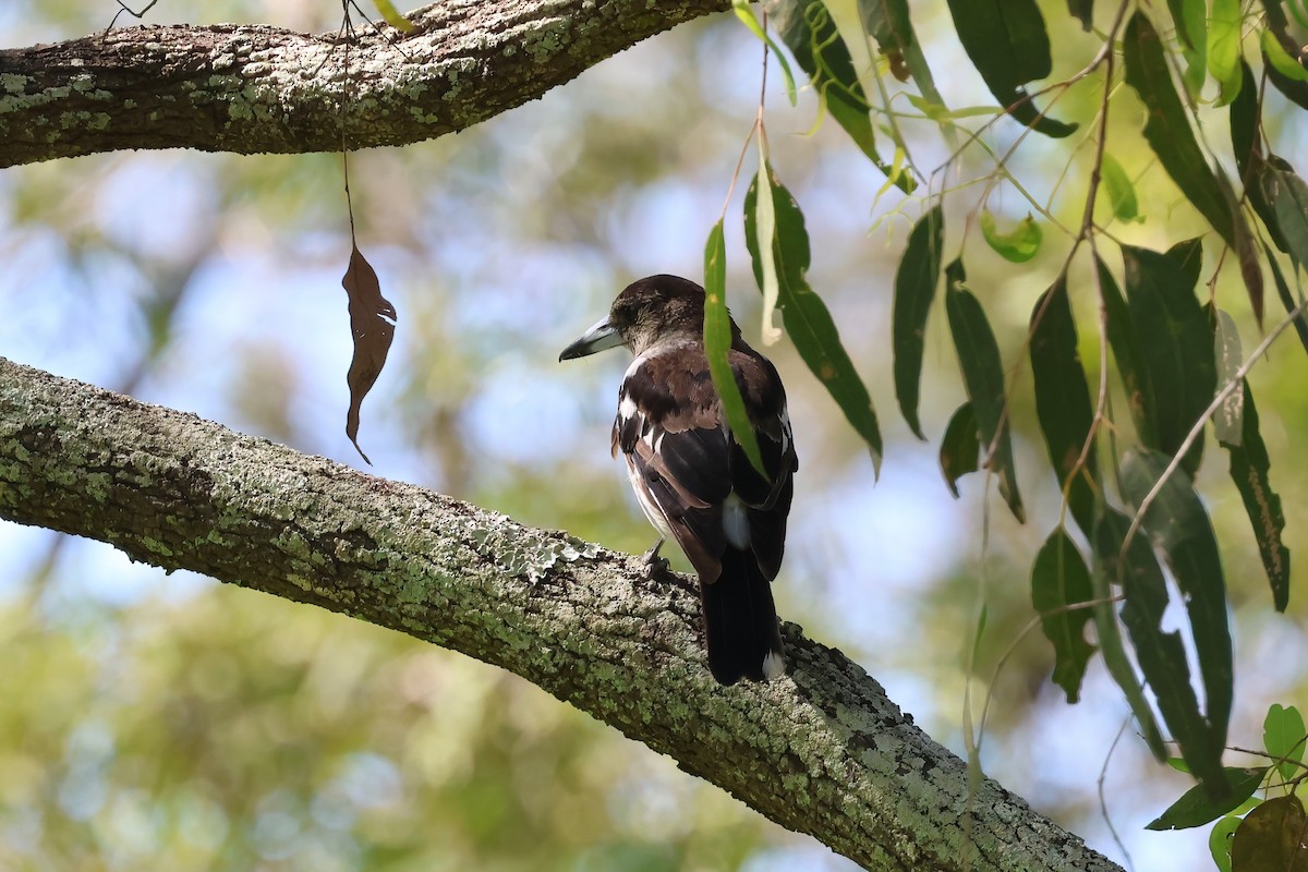 Pied Butcherbird - ML628045980