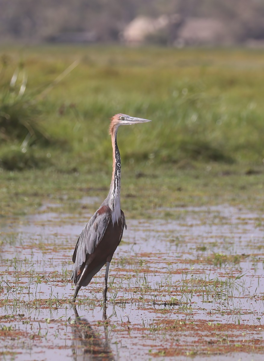 Goliath Heron - ML628045992