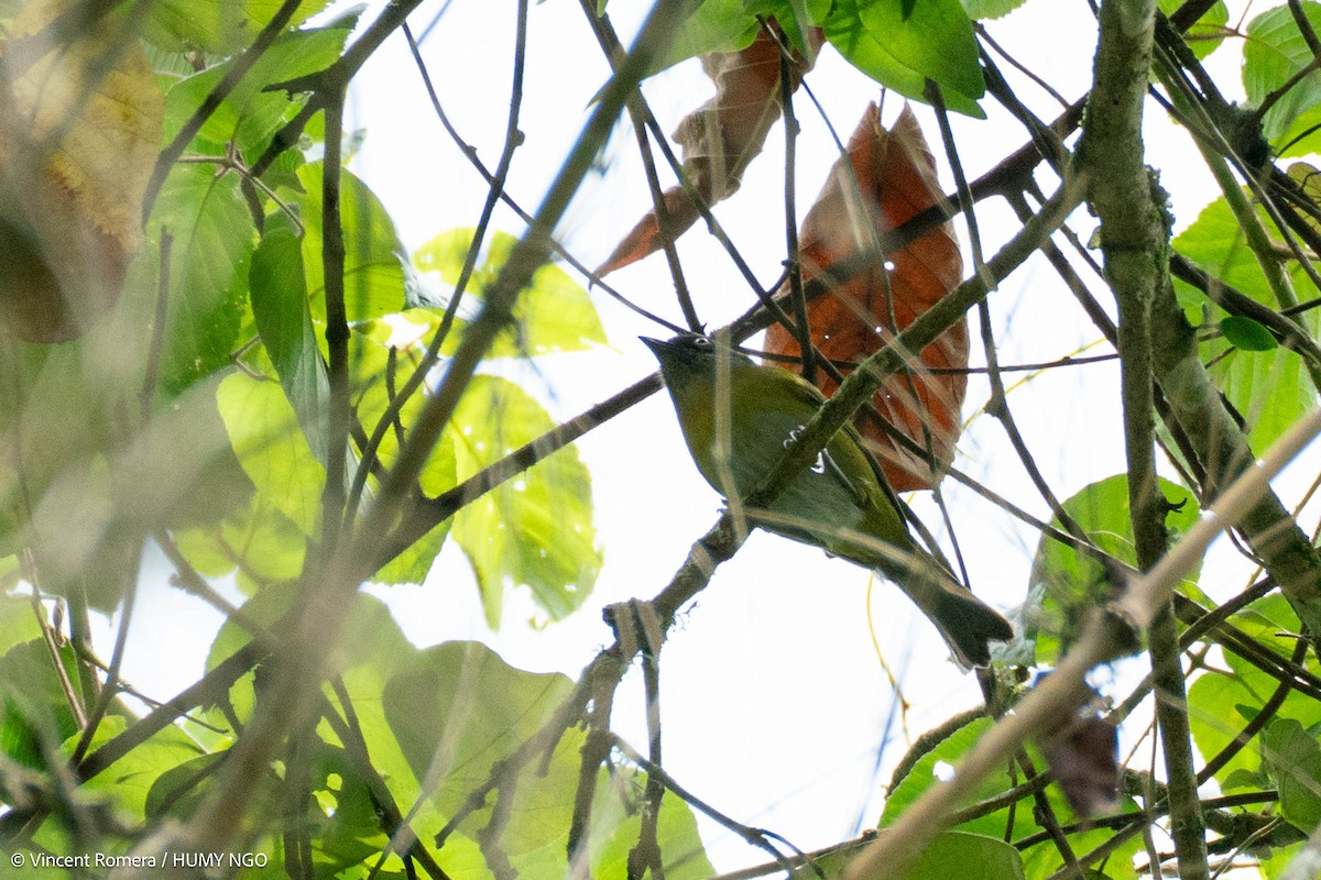 Common Chlorospingus (Northern Andes) - ML628046041