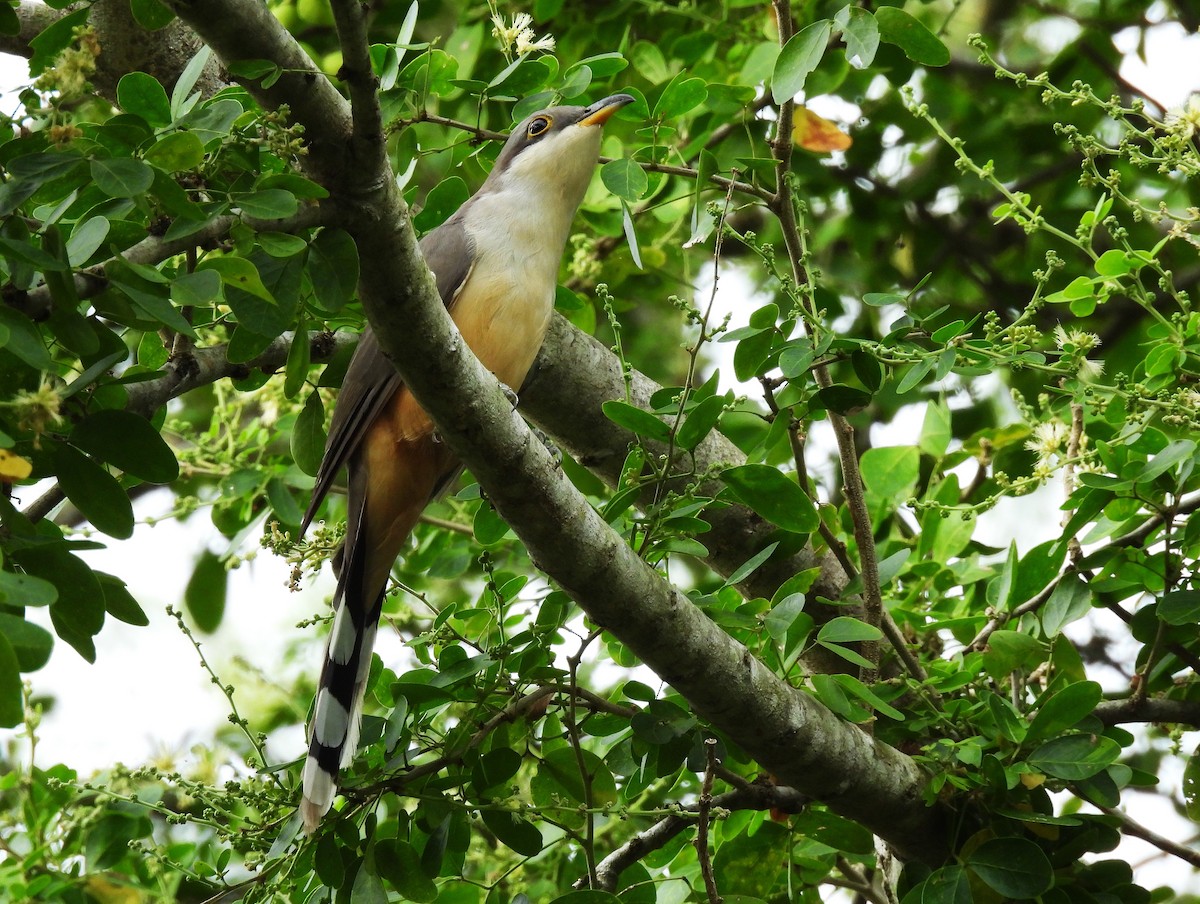 Mangrove Cuckoo - ML628046063