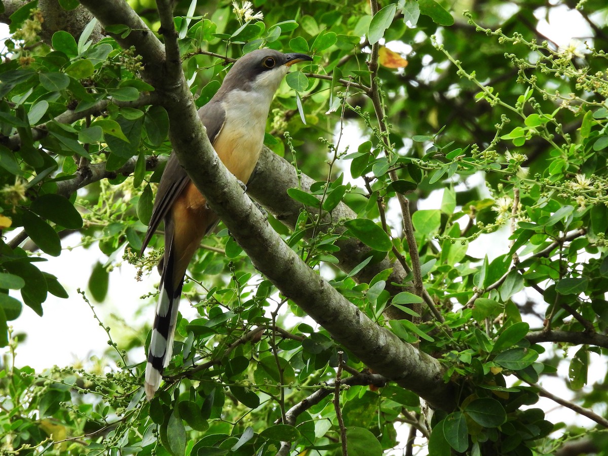 Mangrove Cuckoo - ML628046067