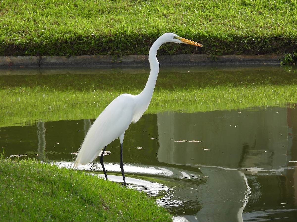 Great Egret - ML628046080