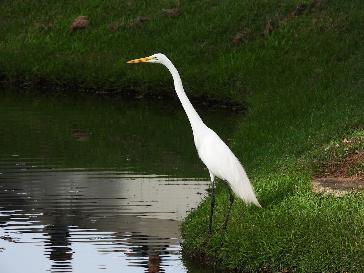 Great Egret - ML628046084