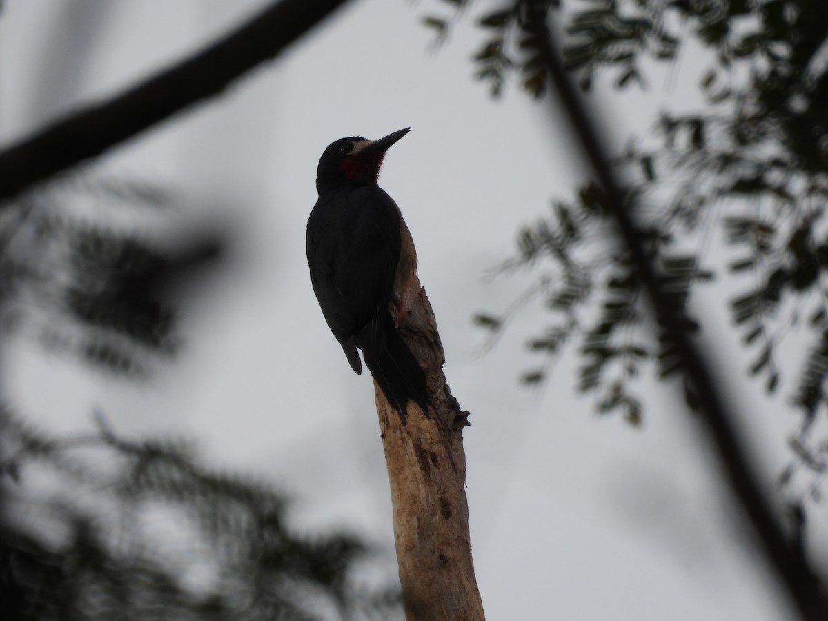 Puerto Rican Woodpecker - ML628046090