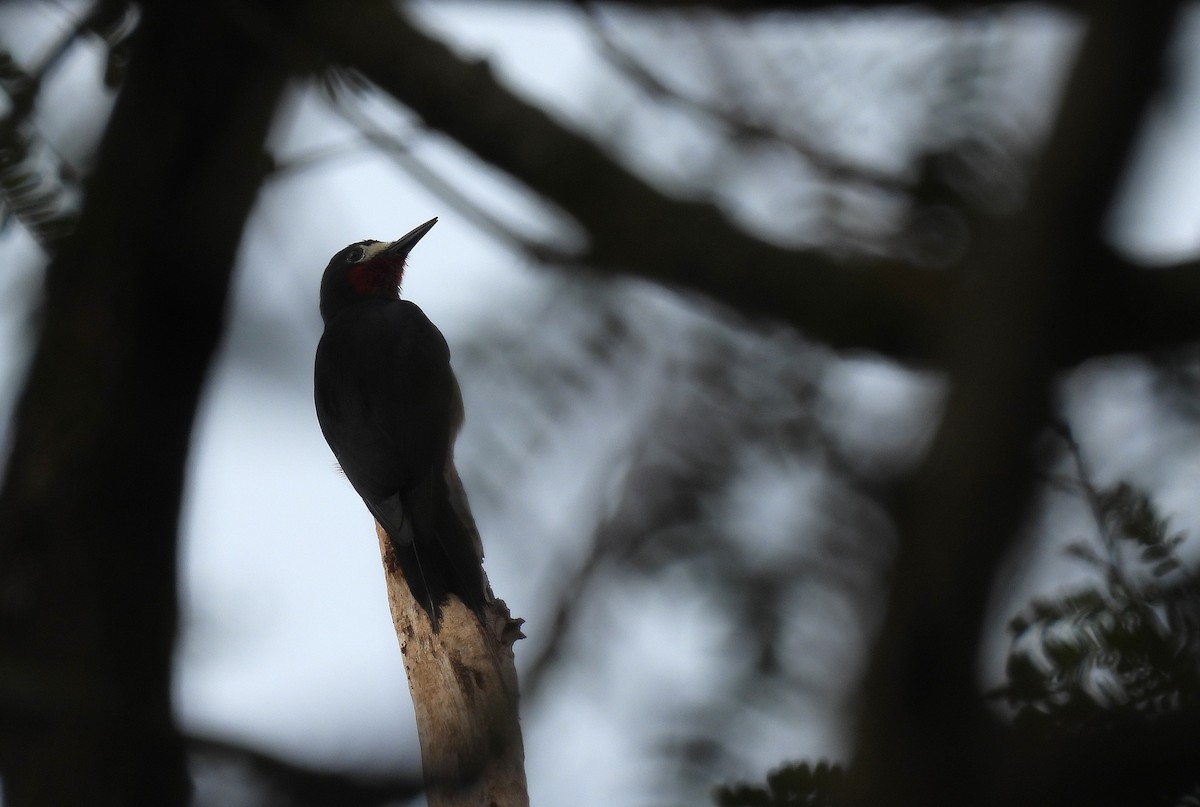 Puerto Rican Woodpecker - ML628046095