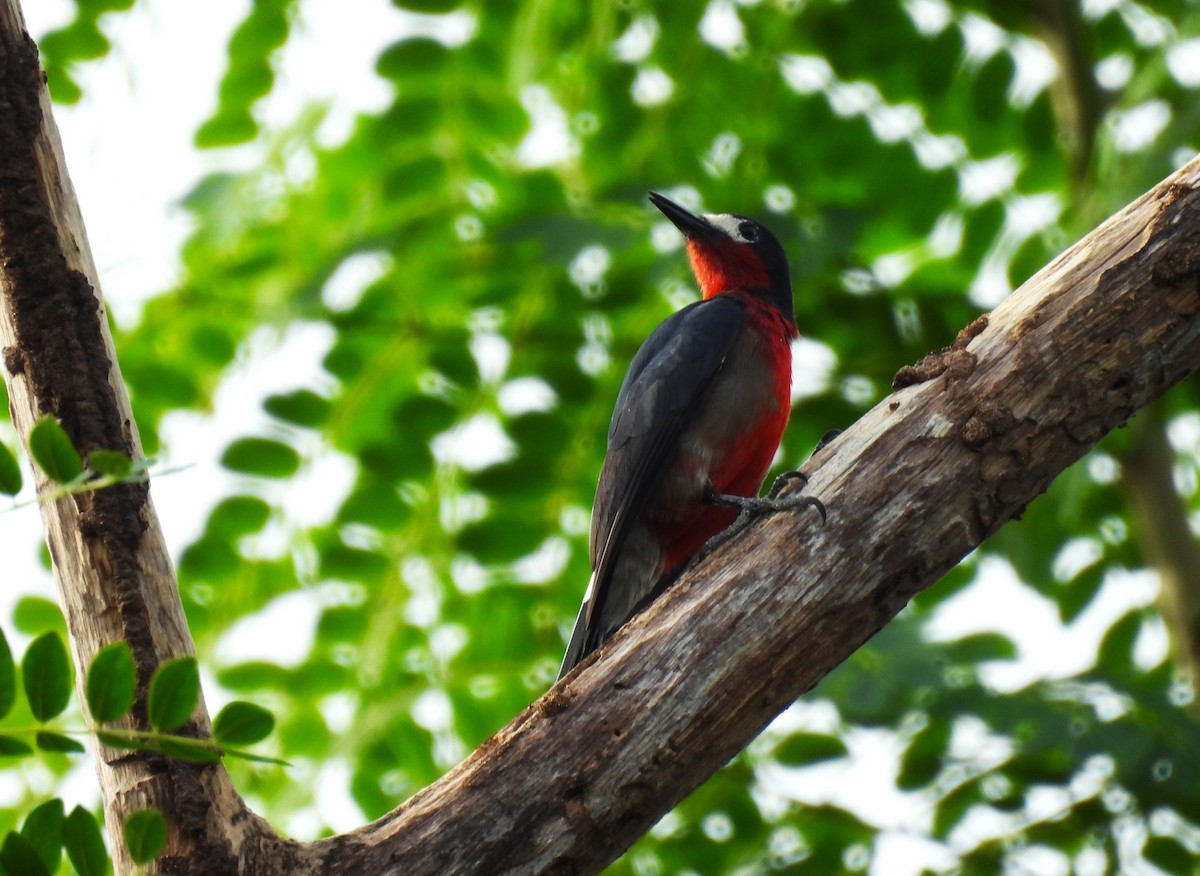 Puerto Rican Woodpecker - ML628046099