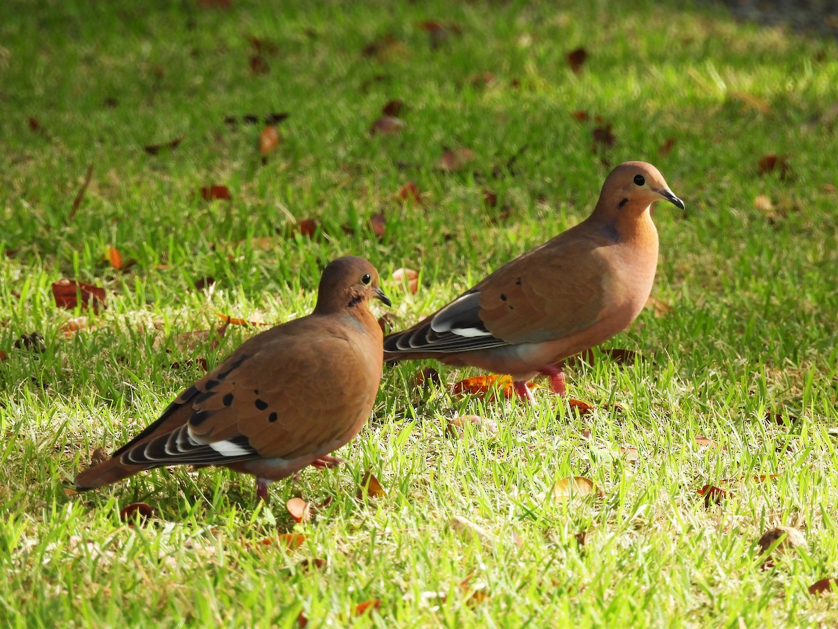 Zenaida Dove - ML628046111