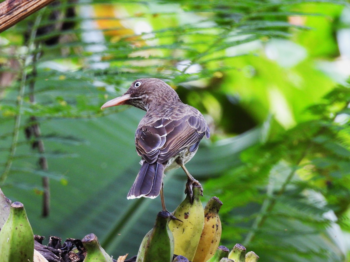 Pearly-eyed Thrasher - ML628046112