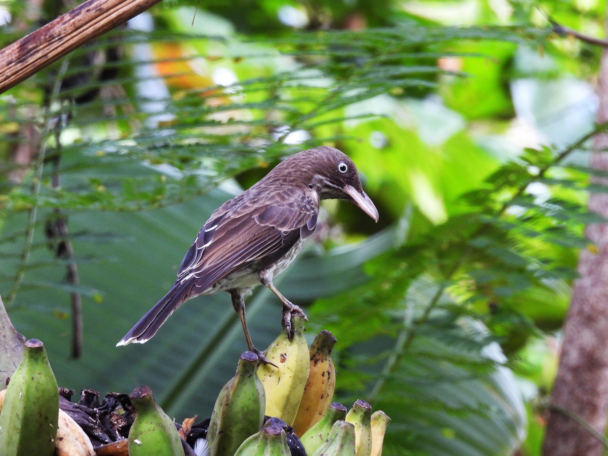 Pearly-eyed Thrasher - ML628046114