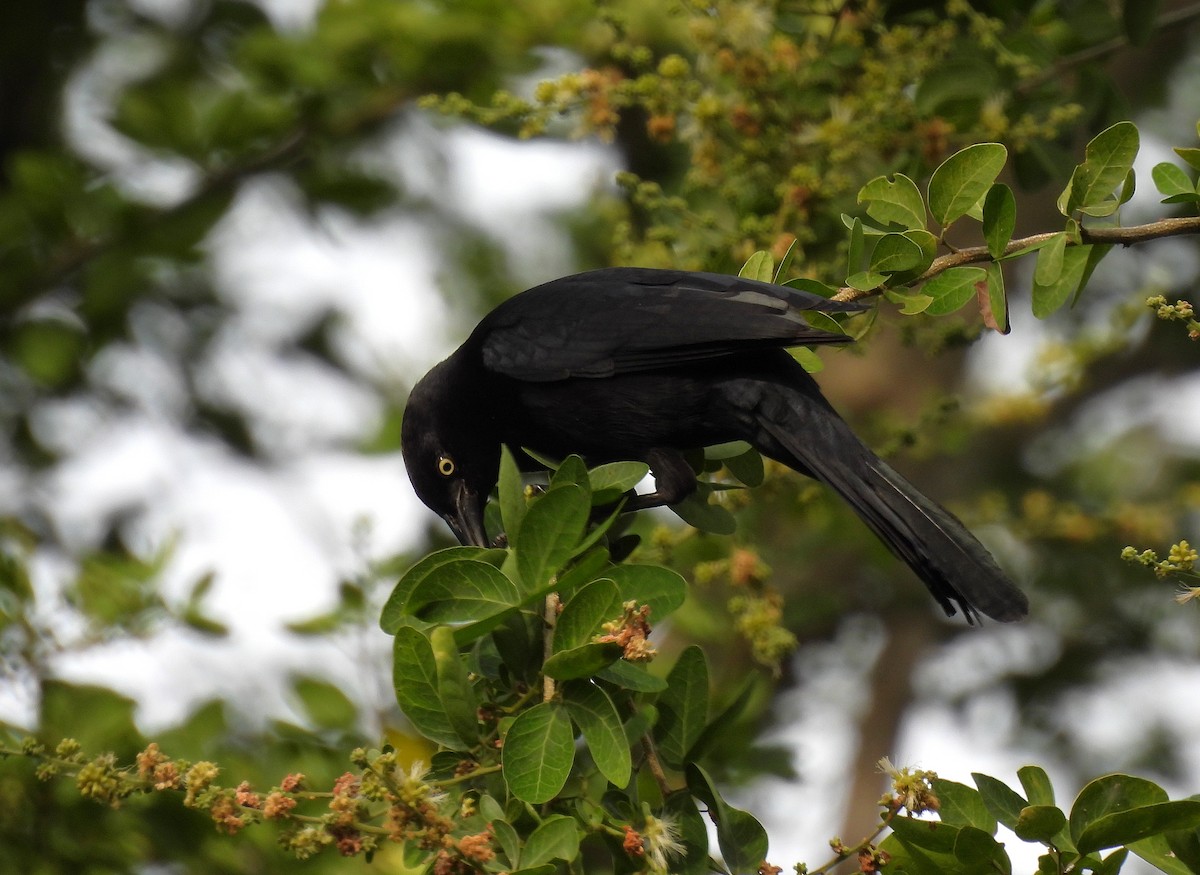 Greater Antillean Grackle - ML628046131