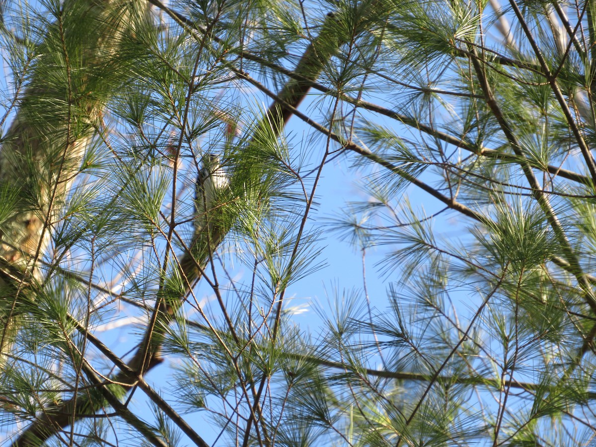 Hairy Woodpecker - ML628046138