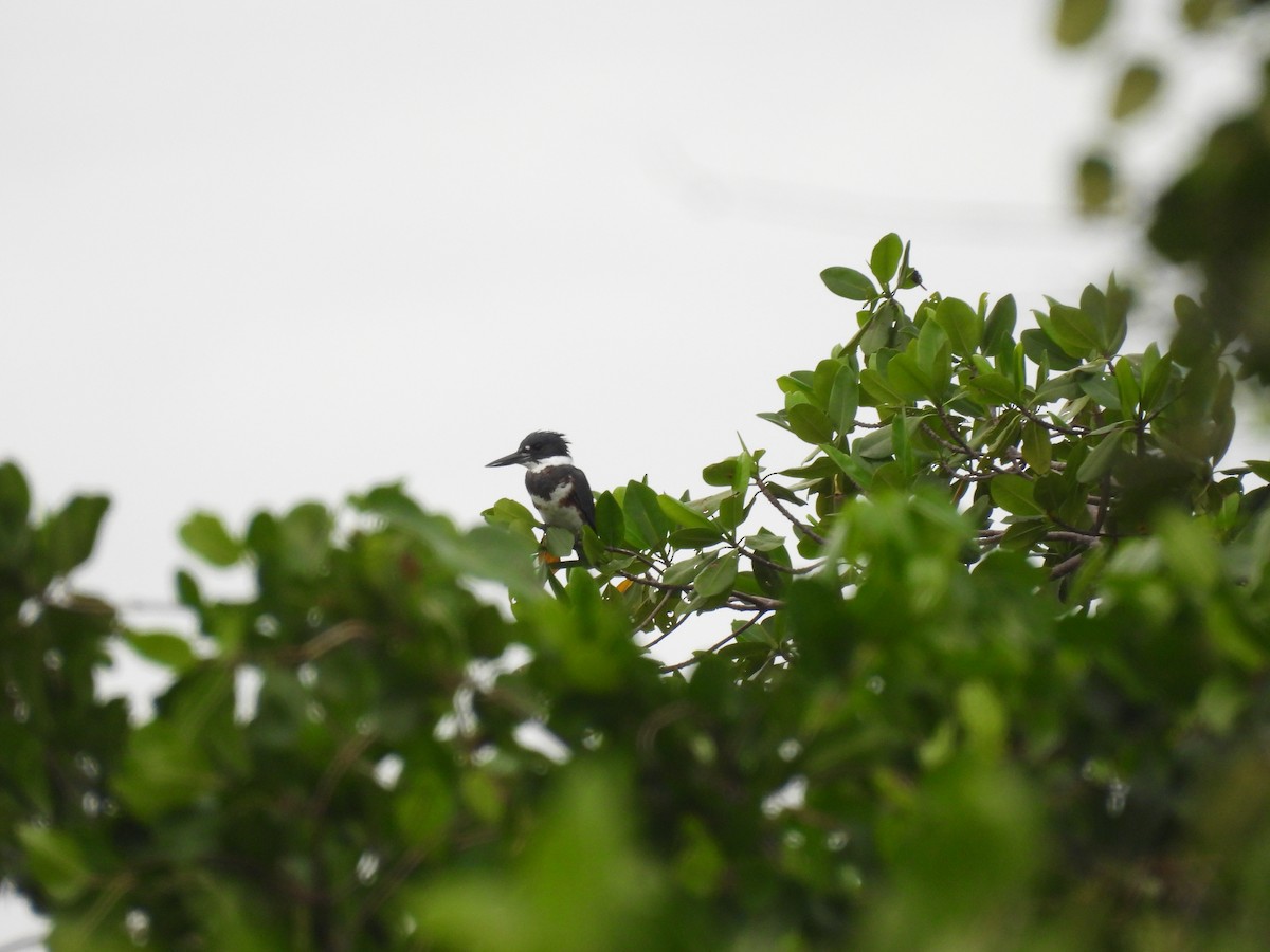 Belted Kingfisher - ML628046173