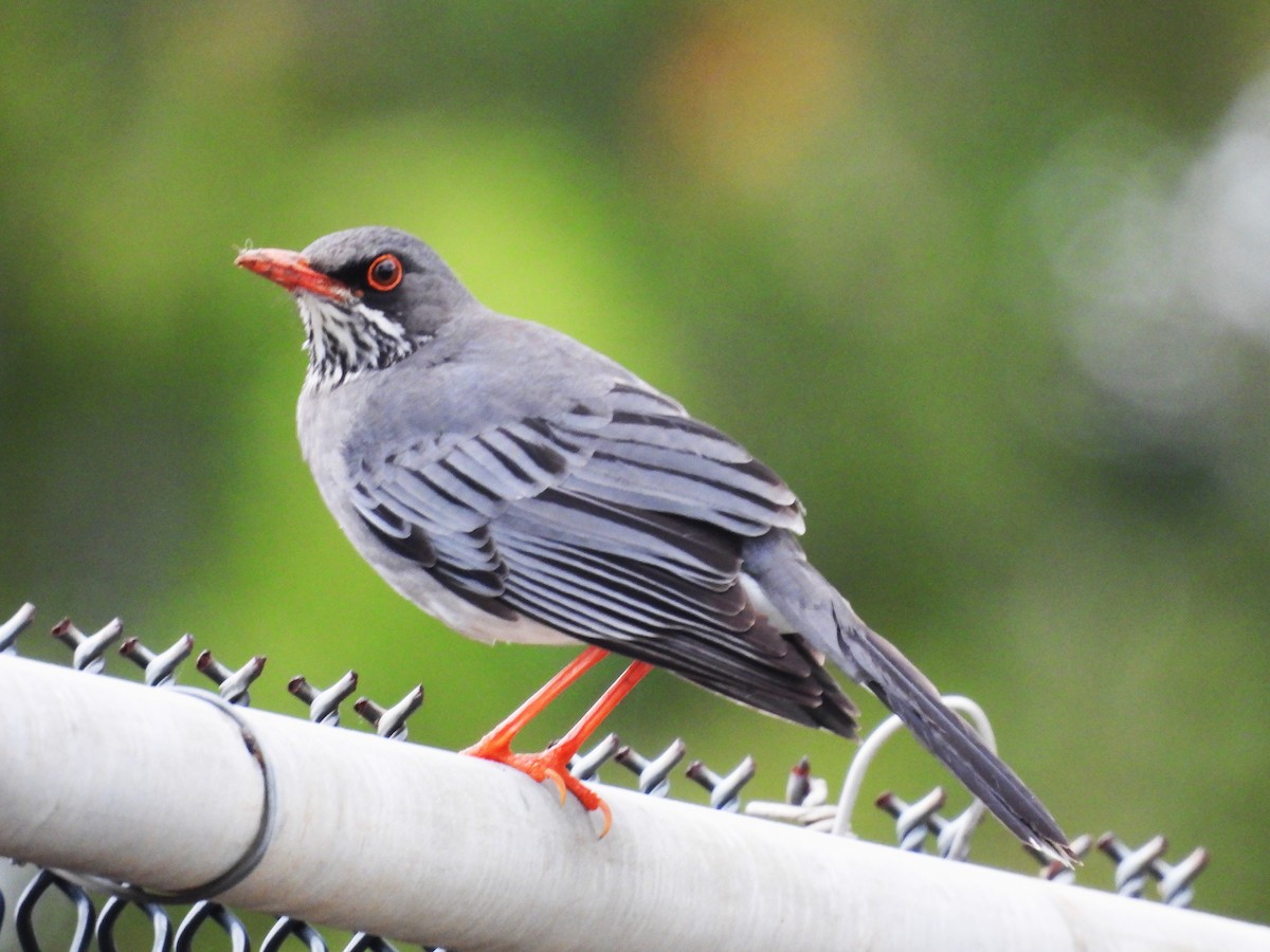 Red-legged Thrush - ML628046190