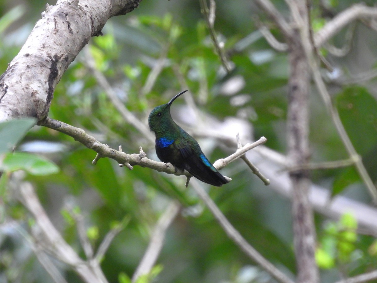 Green-throated Carib - ML628046206