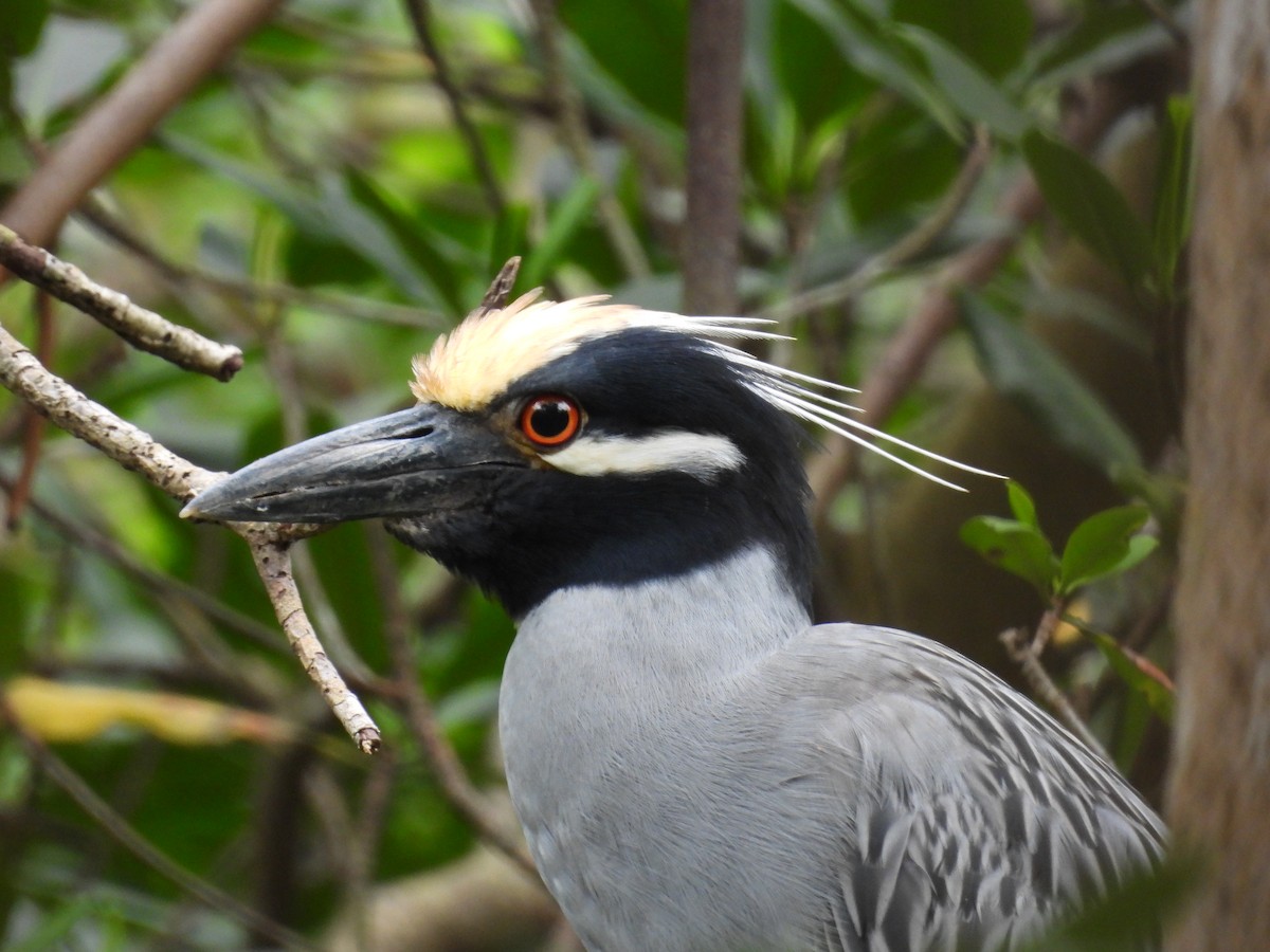 Yellow-crowned Night Heron - ML628046217