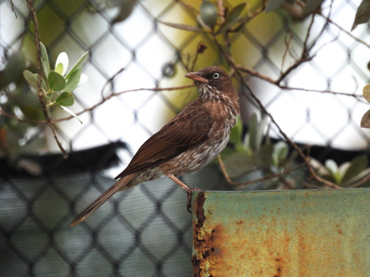 Pearly-eyed Thrasher - ML628046252