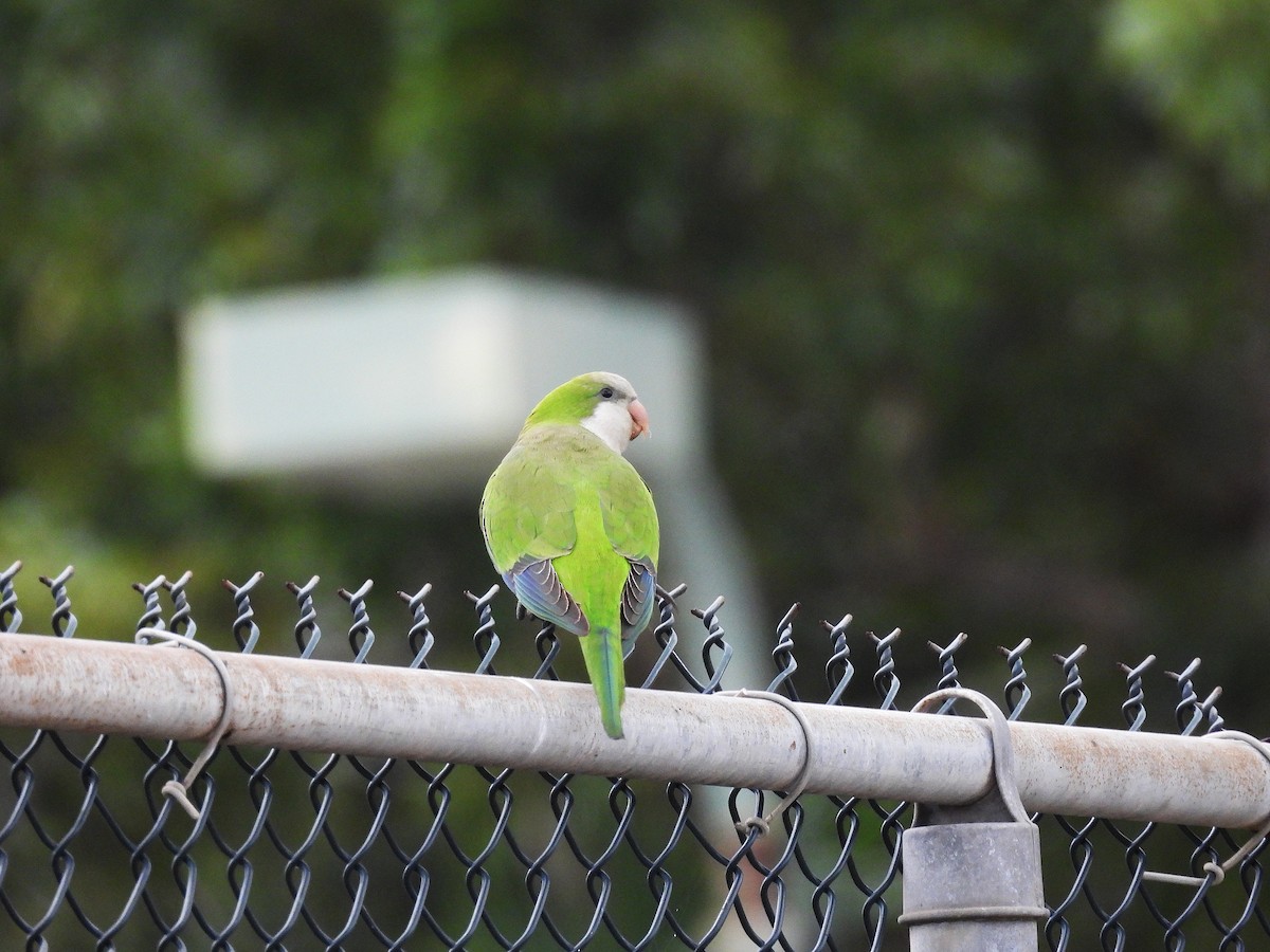 Monk Parakeet - ML628046254