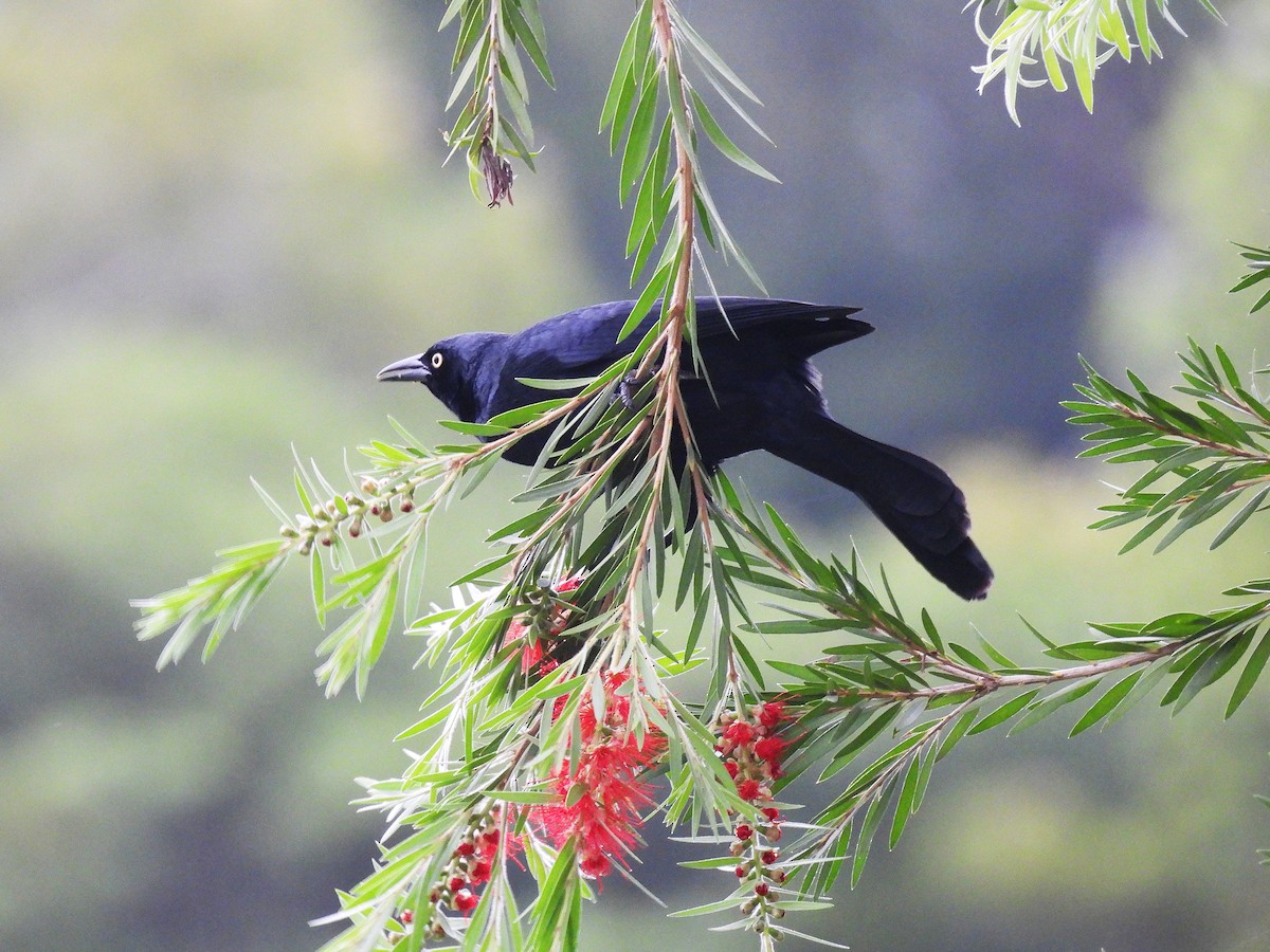 Greater Antillean Grackle - ML628046261