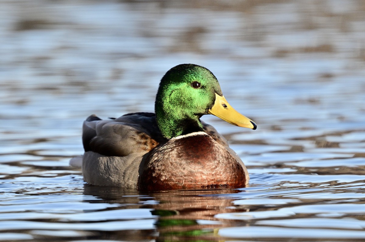 Mallard - ML628046291