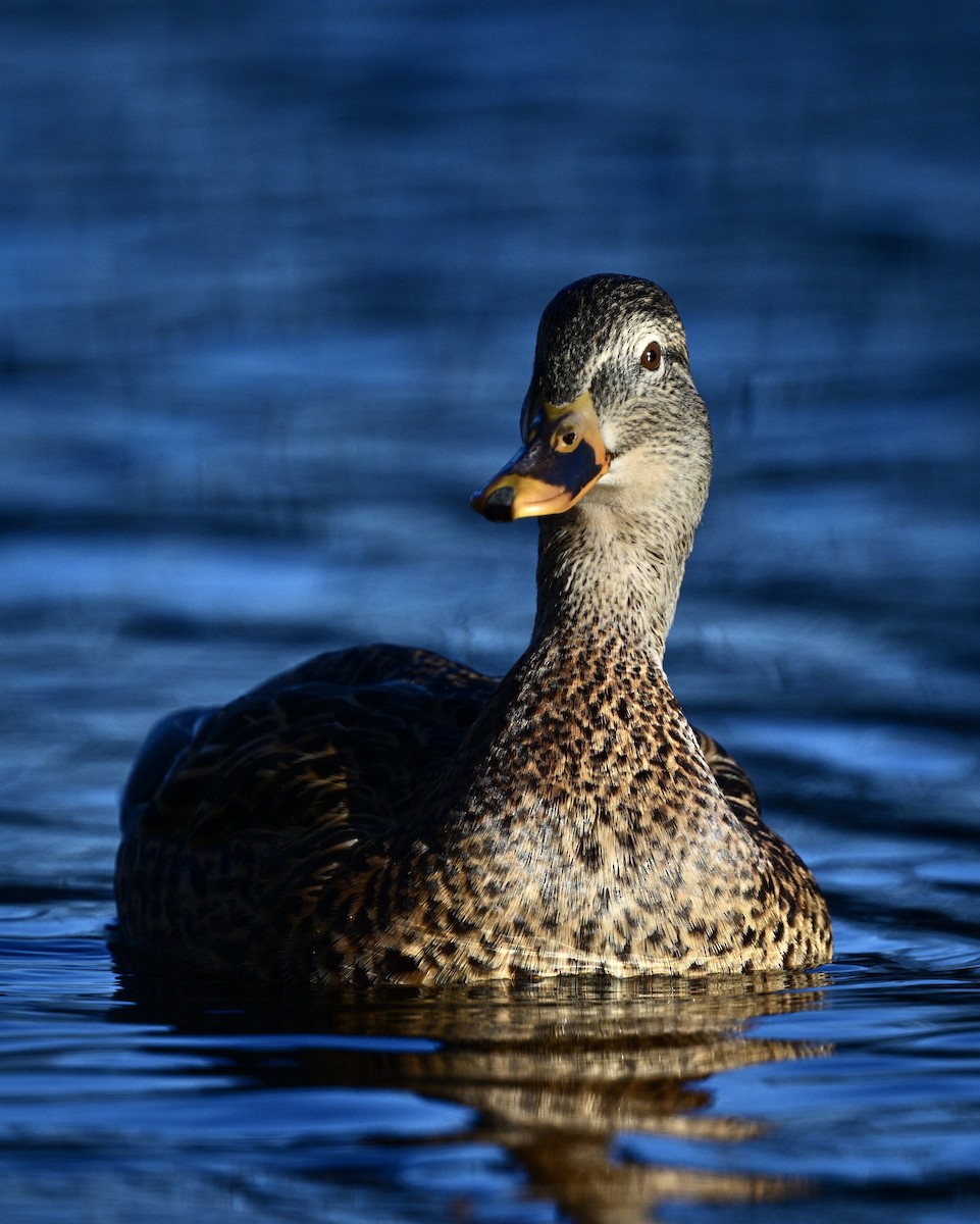 Mallard - ML628046292