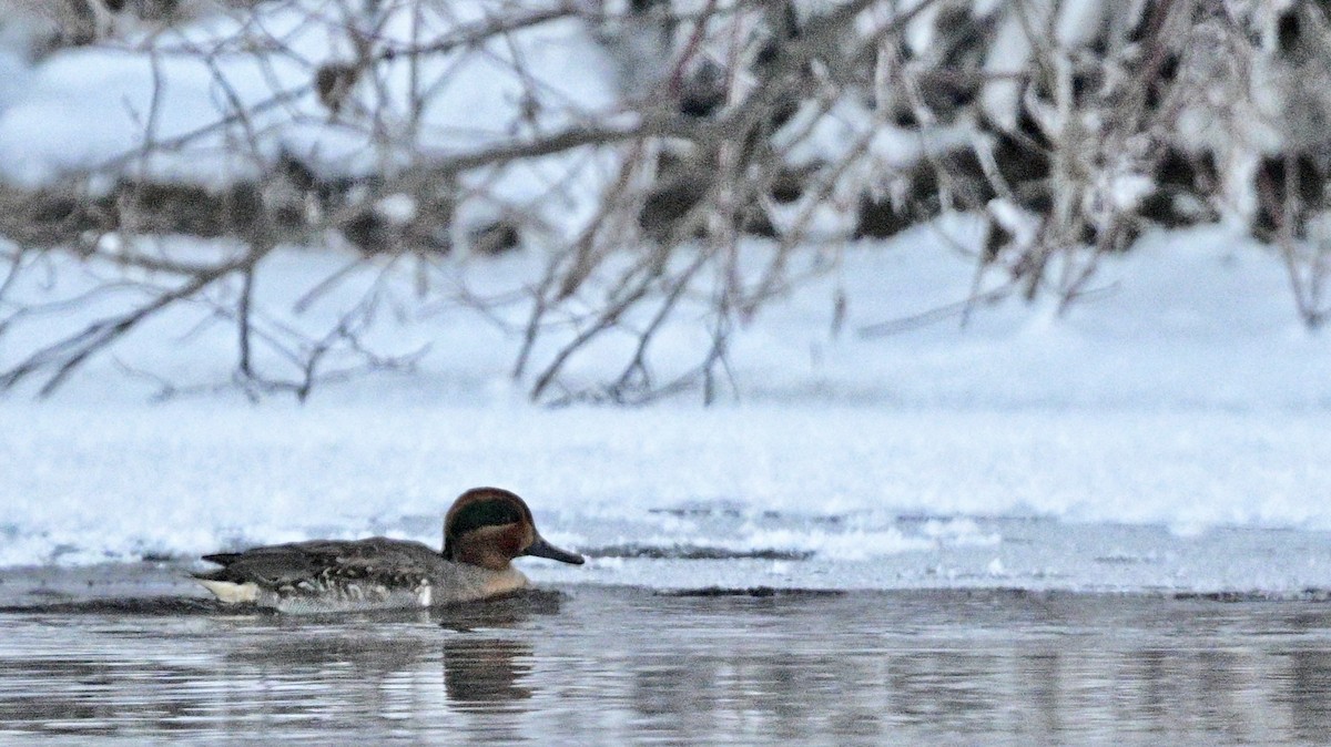 Green-winged Teal - ML628046297