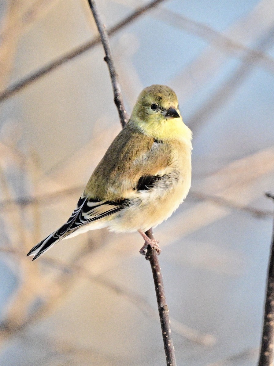 American Goldfinch - ML628046311