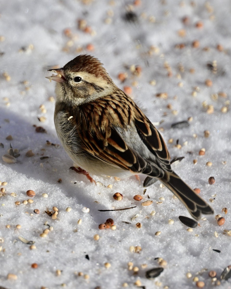 Chipping Sparrow - ML628046321