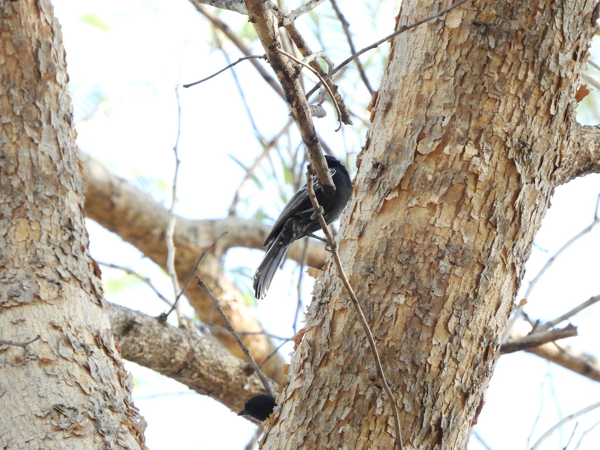 Southern Black-Tit - ML628046339