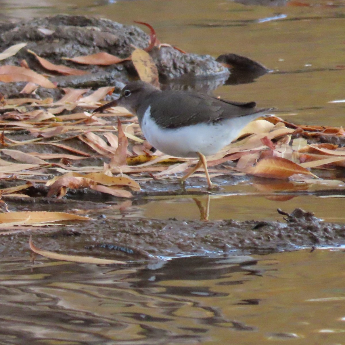 Spotted Sandpiper - ML628046341