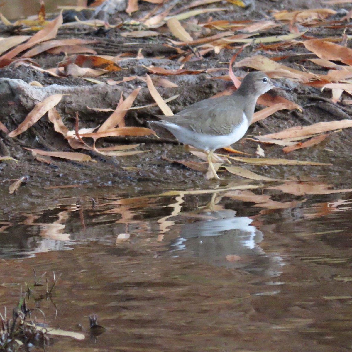 Spotted Sandpiper - ML628046342