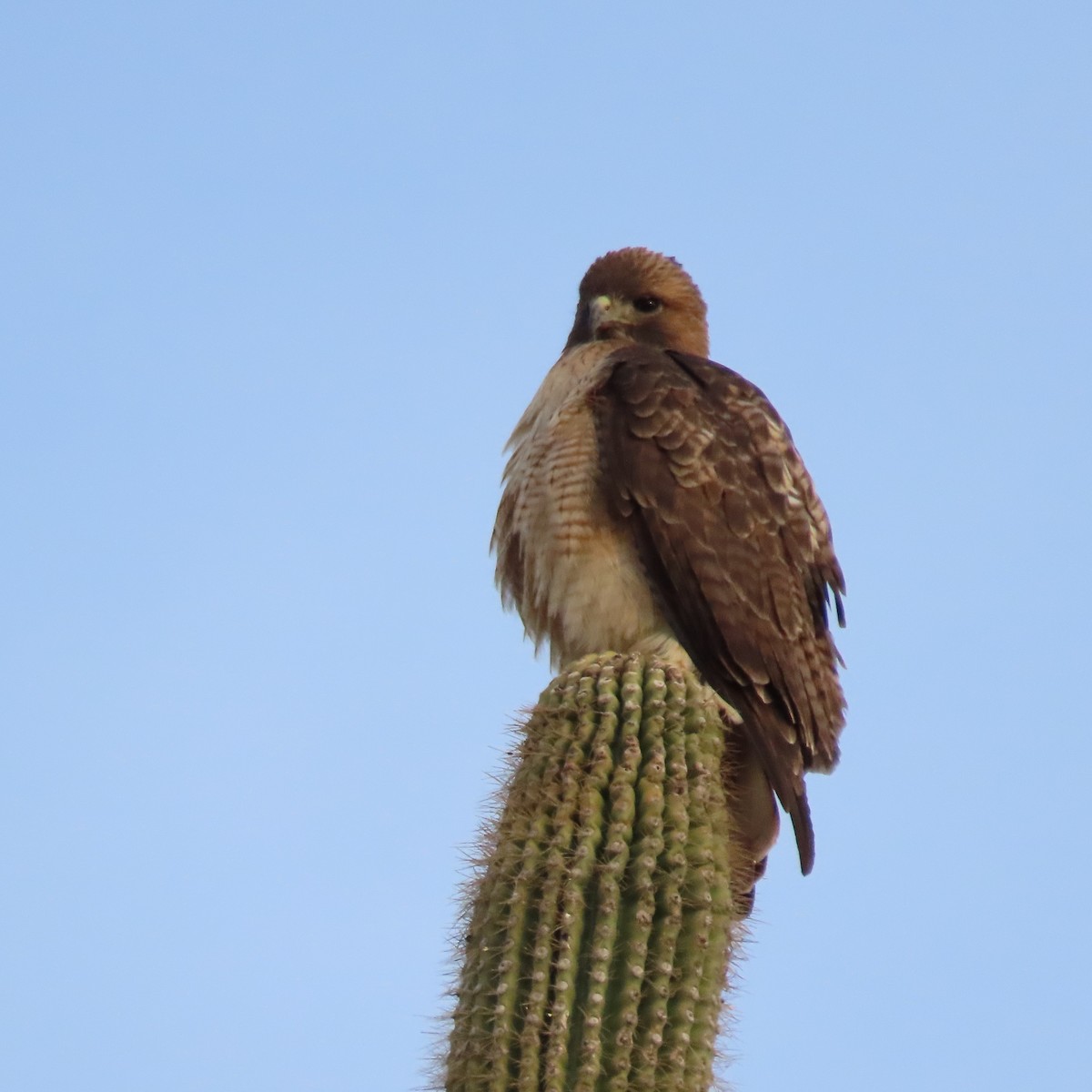 Red-tailed Hawk - ML628046346