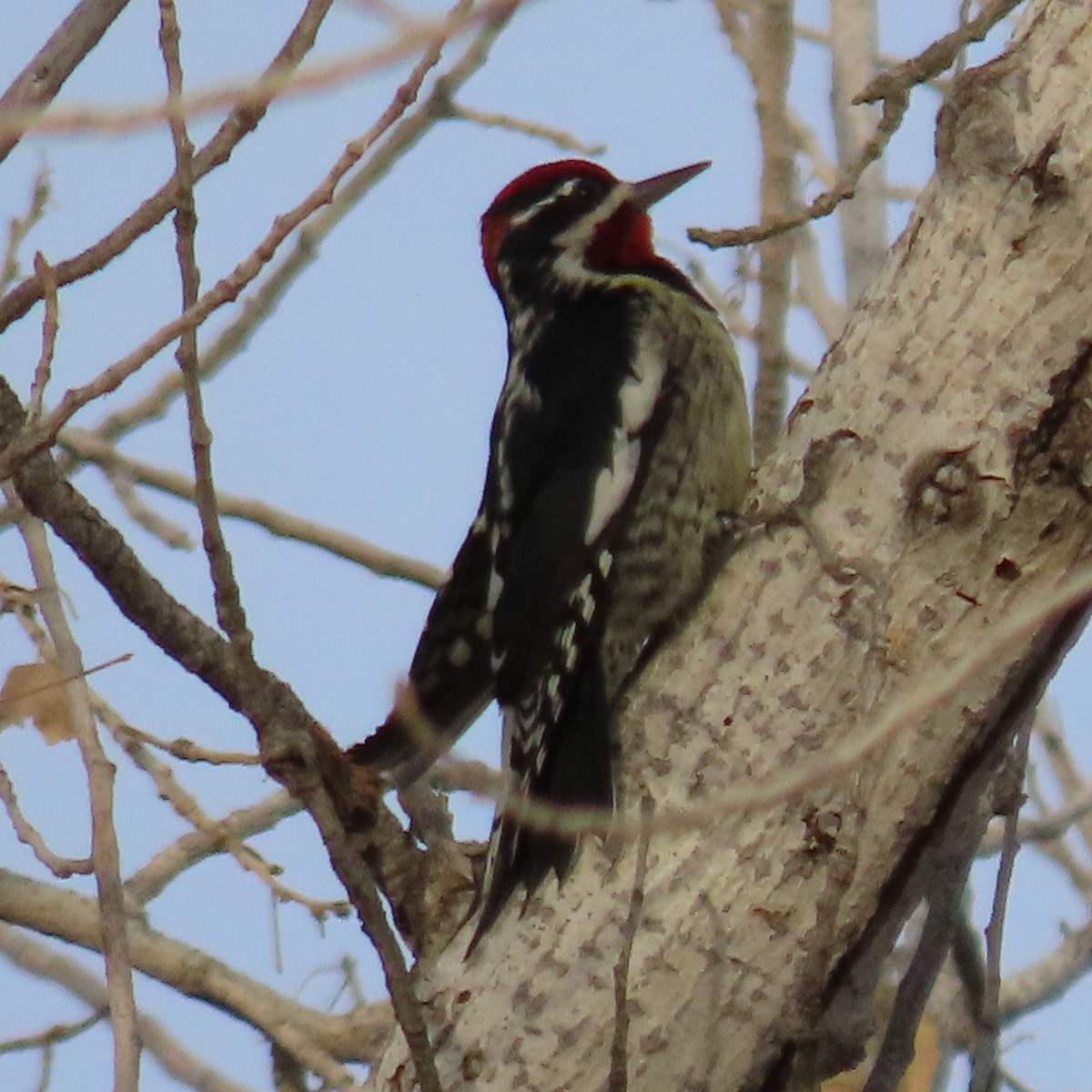 Red-naped Sapsucker - ML628046353