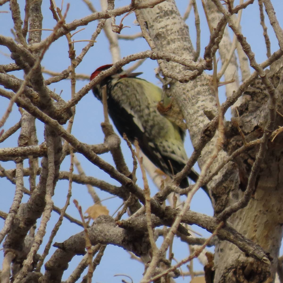 Red-naped Sapsucker - ML628046354