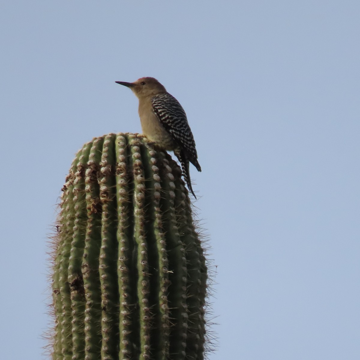 Gila Woodpecker - ML628046356