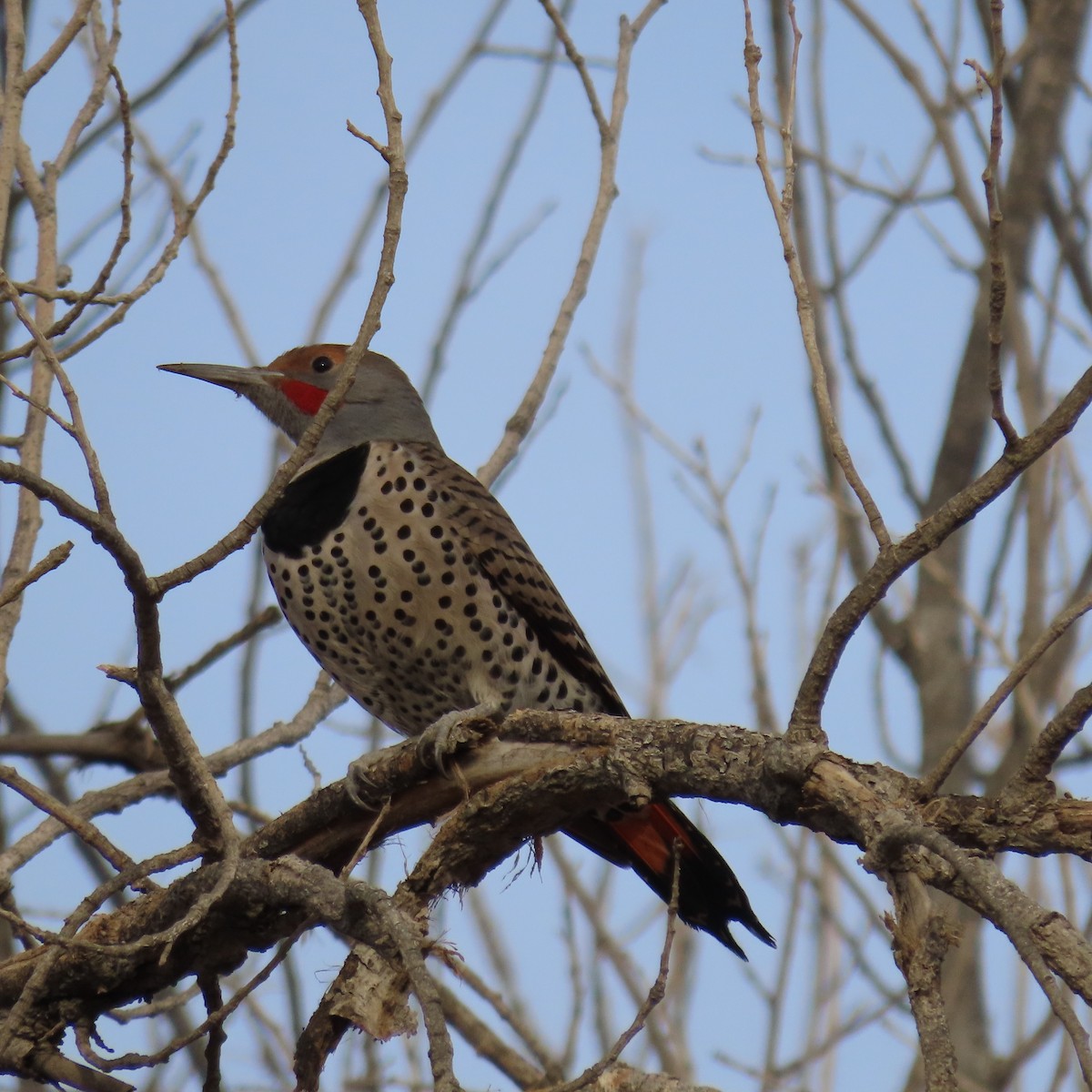 Northern Flicker - ML628046366