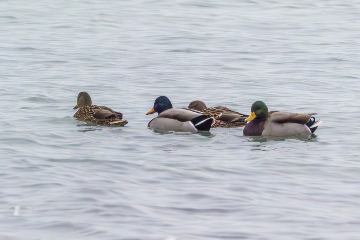 Canard colvert - ML628046437